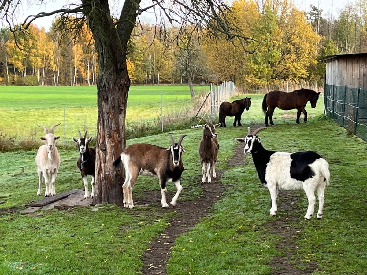 Ferienhof Olbasee Kleinsaubernitz ภายนอก รูปภาพ